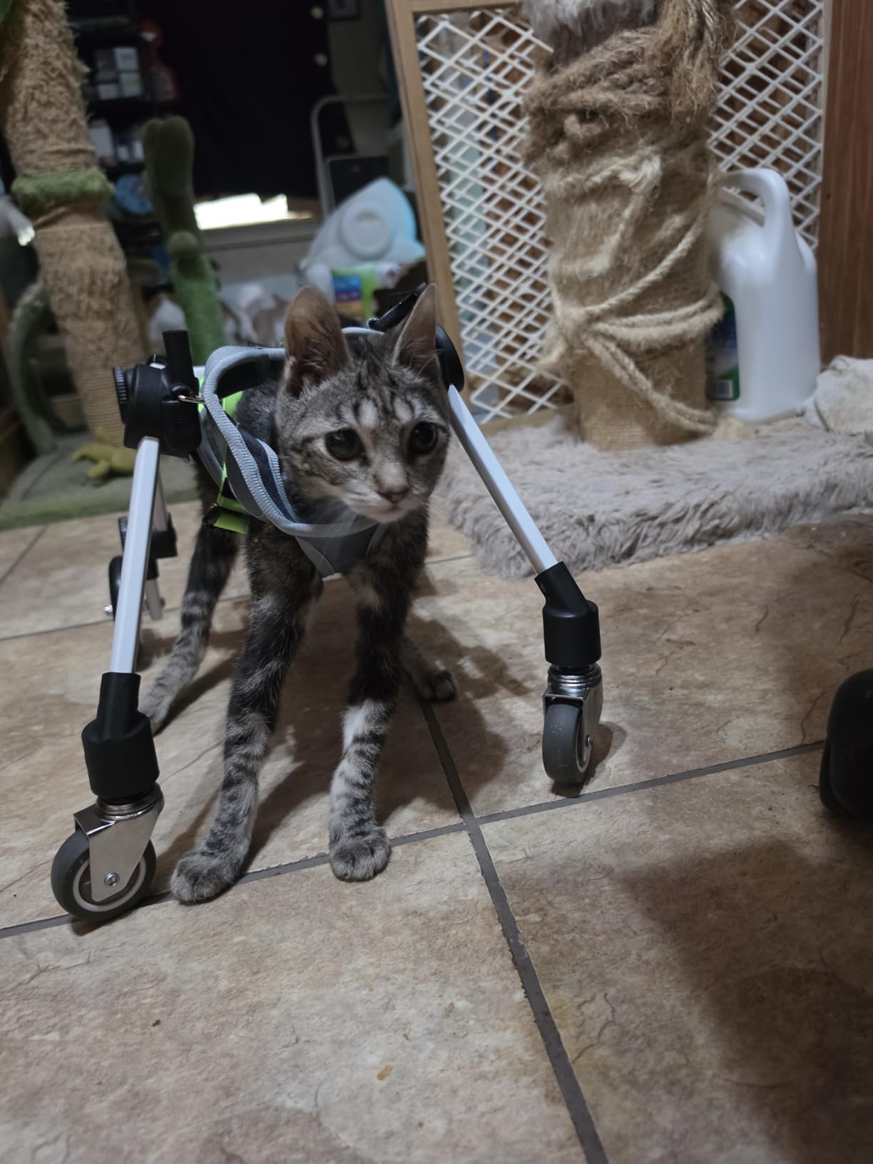 Adjustable Dog Wheelchair 4 Wheels, Full Body Mobility Cart customer photo 1