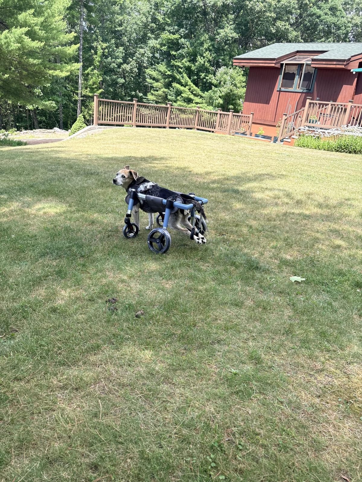 Foldable 4-Wheel Full Support Dog Wheelchair, Tool-Free Adjustable Pet Mobility Aid for Quadriplegic, Disabled Dogs, Heavy-Duty Rehabilitation Cart for Senior, Injured Pets(L) customer photo 1