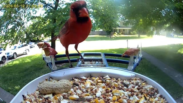 NAVFS Smart Bird Feeder with Camera Solar Powered & AI Bi rd Identification, 2.4Ghz WiFi Bird feeders for Outdoors, 2K Live Video, Instant Arrival Alerts-Green-Yellow customer photo 2